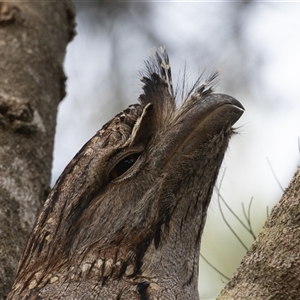 Podargus strigoides at Bonny Hills, NSW - 20 Mar 2025 08:09 AM