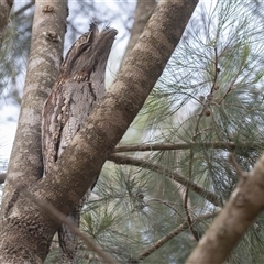 Podargus strigoides at Bonny Hills, NSW - 20 Mar 2025 08:09 AM