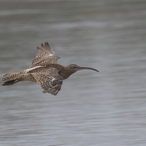 Numenius phaeopus at Camden Head, NSW - 18 Mar 2025 08:21 AM