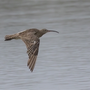 Numenius phaeopus at Camden Head, NSW - 18 Mar 2025 08:21 AM