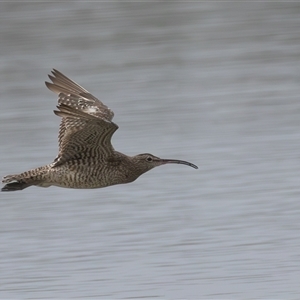 Numenius phaeopus at Camden Head, NSW - 18 Mar 2025 08:21 AM