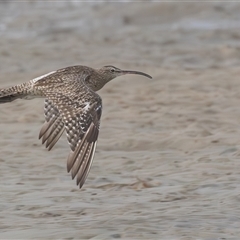 Numenius phaeopus at Camden Head, NSW - 18 Mar 2025 08:21 AM