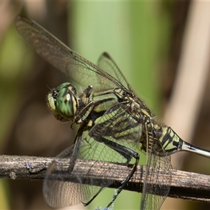 Orthetrum sabina at Port Macquarie, NSW - 16 Mar 2025 12:49 PM