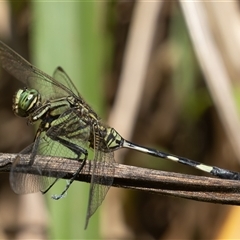 Orthetrum sabina at Port Macquarie, NSW - 16 Mar 2025 12:49 PM