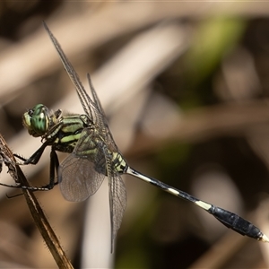 Orthetrum sabina at Port Macquarie, NSW - 16 Mar 2025 12:49 PM
