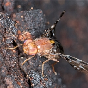Acanthonevroides sp. (genus) at Bruce, ACT - 26 Mar 2025 10:32 AM