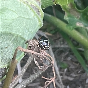 Nezara viridula at Higgins, ACT - 28 Mar 2025 11:41 AM