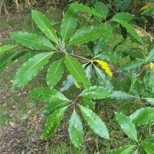 Pittosporum undulatum at suppressed - suppressed