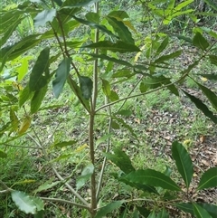 Pittosporum undulatum at Copmanhurst, NSW - suppressed