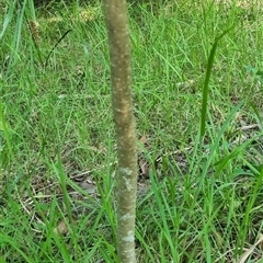 Pittosporum undulatum at Copmanhurst, NSW - suppressed