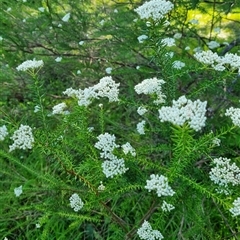 Ozothamnus diosmifolius at Copmanhurst, NSW - suppressed