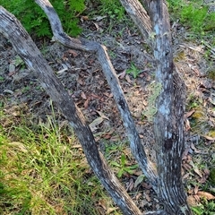 Ozothamnus diosmifolius at Copmanhurst, NSW - suppressed