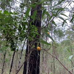 Eustrephus latifolius at Laguna, NSW - 28 Mar 2025 11:46 AM