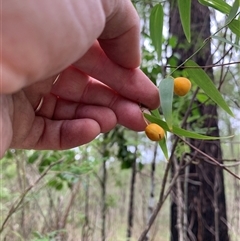 Eustrephus latifolius at Laguna, NSW - 28 Mar 2025 11:46 AM