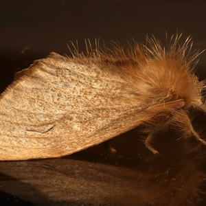 Euproctis edwardsii at Ainslie, ACT - 25 Mar 2025 09:47 PM