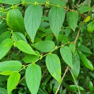 Trema tomentosa var. aspera at Copmanhurst, NSW - suppressed