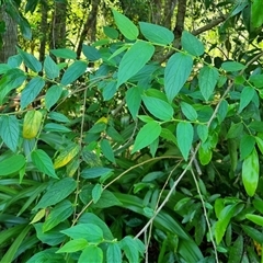 Trema tomentosa var. aspera at Copmanhurst, NSW - suppressed