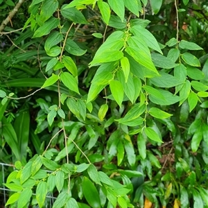 Trema tomentosa var. aspera at Copmanhurst, NSW - suppressed