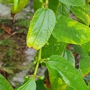 Trema tomentosa var. aspera at Copmanhurst, NSW - suppressed