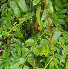 Trema tomentosa var. aspera at Copmanhurst, NSW - suppressed