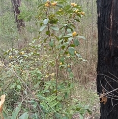 Pittosporum revolutum at Laguna, NSW - 28 Mar 2025 11:57 AM
