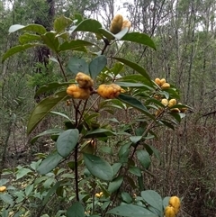 Pittosporum revolutum at Laguna, NSW - 28 Mar 2025 11:57 AM