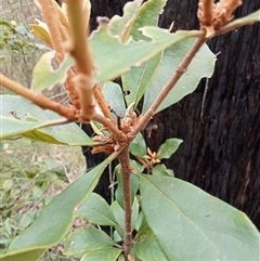 Pittosporum revolutum at Laguna, NSW - 28 Mar 2025 11:57 AM