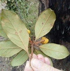 Pittosporum revolutum at Laguna, NSW - 28 Mar 2025 11:57 AM