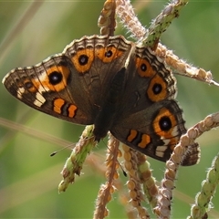 Junonia villida at Tharwa, ACT - 27 Mar 2025 12:15 PM