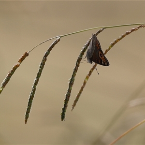 Junonia villida at Tharwa, ACT - 27 Mar 2025 12:15 PM