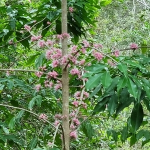 Melicope elleryana at suppressed - suppressed