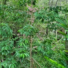 Melicope elleryana at suppressed - suppressed