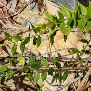Daviesia umbellulata at suppressed - suppressed