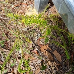 Daviesia umbellulata at suppressed - suppressed