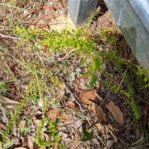 Daviesia umbellulata at suppressed - suppressed