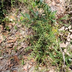Daviesia umbellulata at suppressed - suppressed