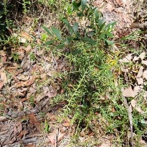Daviesia umbellulata at suppressed - suppressed