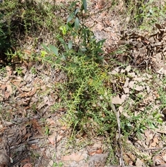 Daviesia umbellulata at suppressed - suppressed