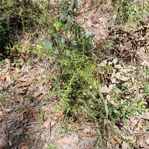 Daviesia umbellulata at suppressed - suppressed