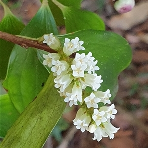 Trochocarpa laurina at Copmanhurst, NSW - suppressed
