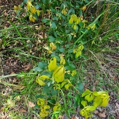 Trochocarpa laurina at Copmanhurst, NSW - suppressed