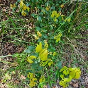 Trochocarpa laurina at Copmanhurst, NSW - suppressed