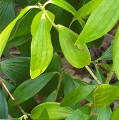 Trochocarpa laurina at Copmanhurst, NSW - suppressed