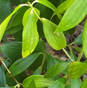 Trochocarpa laurina at Copmanhurst, NSW - suppressed