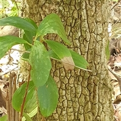Trochocarpa laurina at Copmanhurst, NSW - suppressed