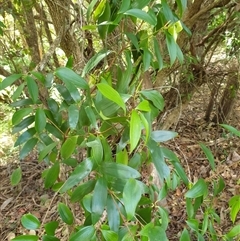 Trochocarpa laurina at Copmanhurst, NSW - suppressed