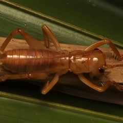 Pterapotrechus at Bulli, NSW - 22 Mar 2025 10:55 PM