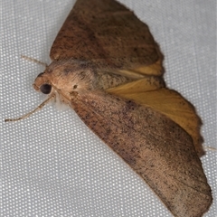 Mnesampela privata at Melba, ACT - 26 Mar 2025 10:43 PM