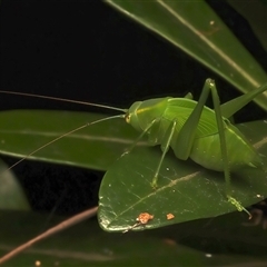 Caedicia simplex at Bulli, NSW - 22 Mar 2025 10:38 PM