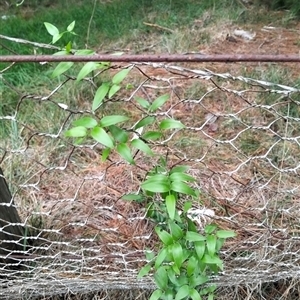 Asparagus asparagoides at Tarago, NSW - 28 Mar 2025 06:07 PM